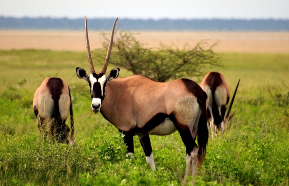 Etosha & Swakopmund Short Trip