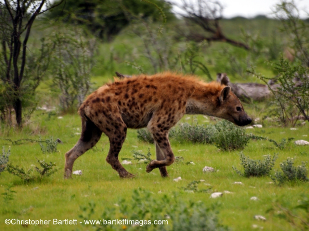 Best of Namibia Lodge Safari