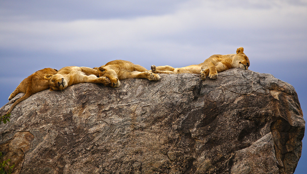 Wildlife Wonders Glamping Safari