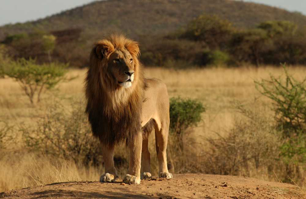 Fly-out Safari Through the Serengeti Comfort