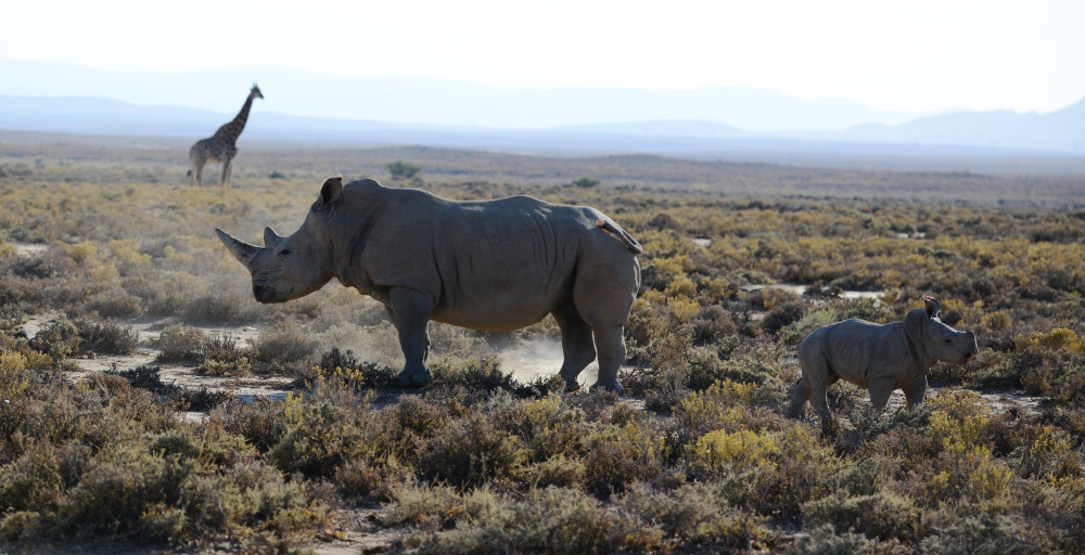 Explore North Tanzania Comfort Safari