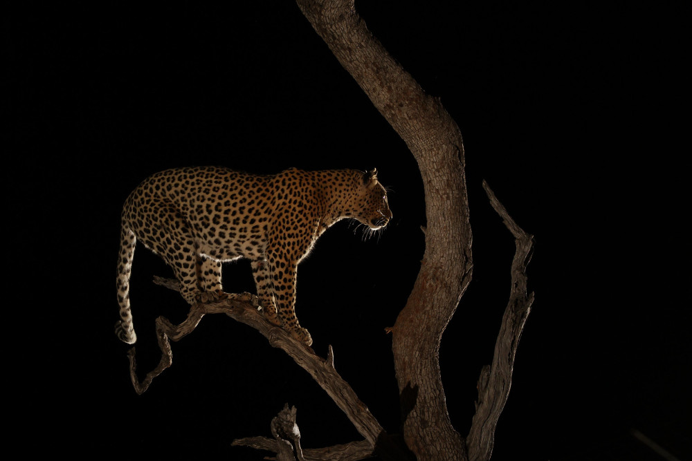 Tanzania Northern Circuit Comfort Adventure