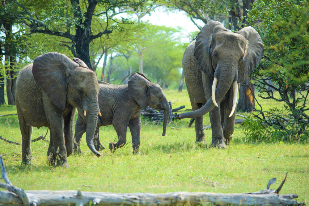 The Classics Glamping Safari
