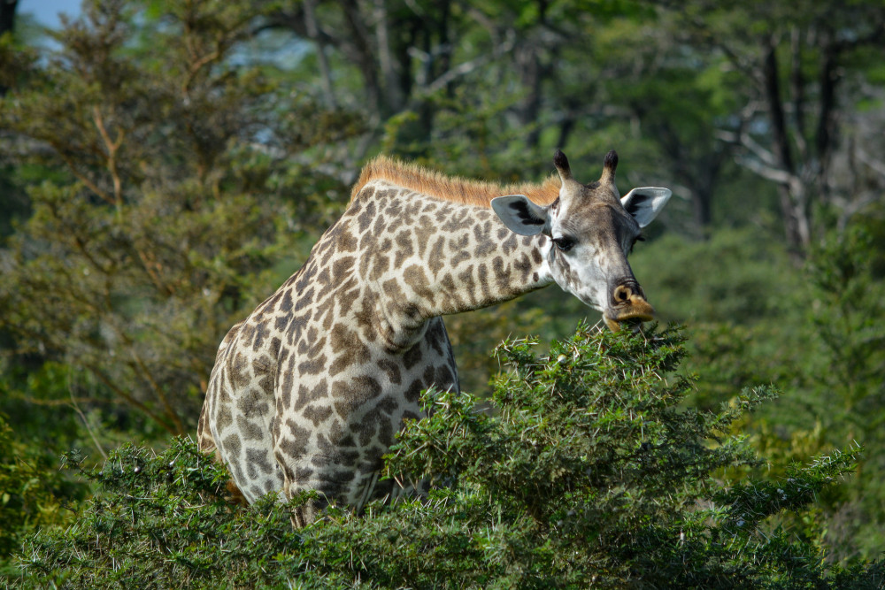 Expedition in Nyerere National Park Shared Safari