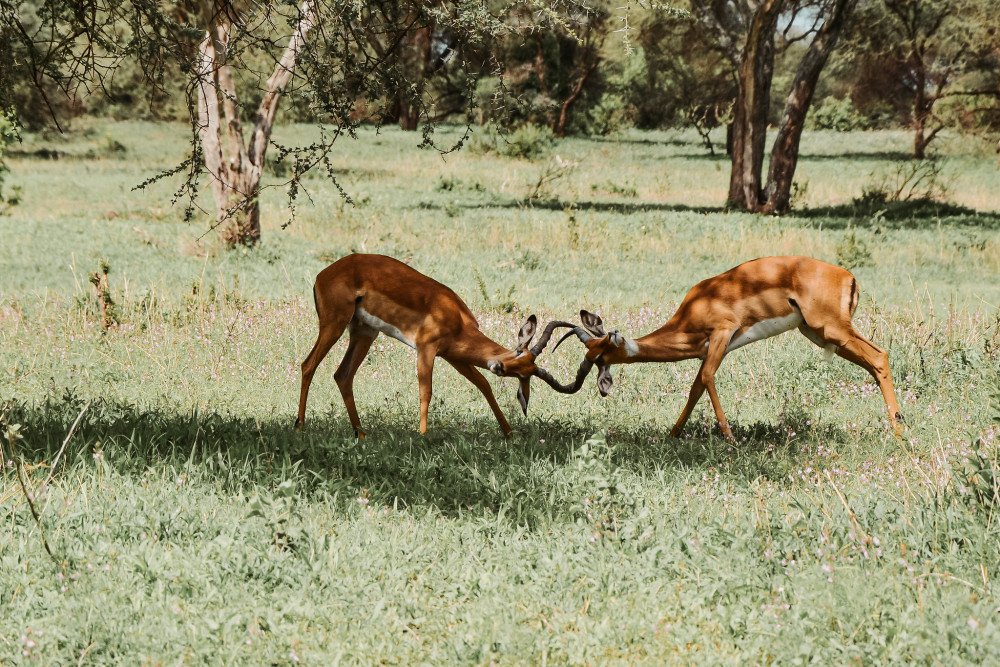 Classic Drive Safari Eastern Rift Valley Glamping