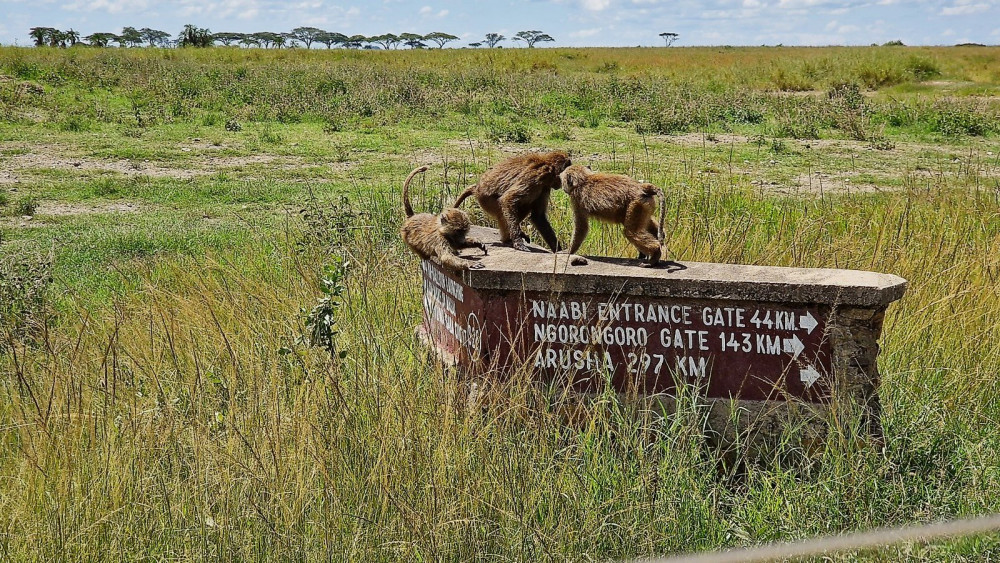 Classic Drive Safari Eastern Rift Valley - Tented