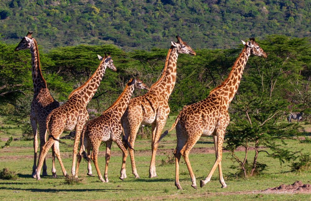 Amazing North Tanzania Comfort Safari