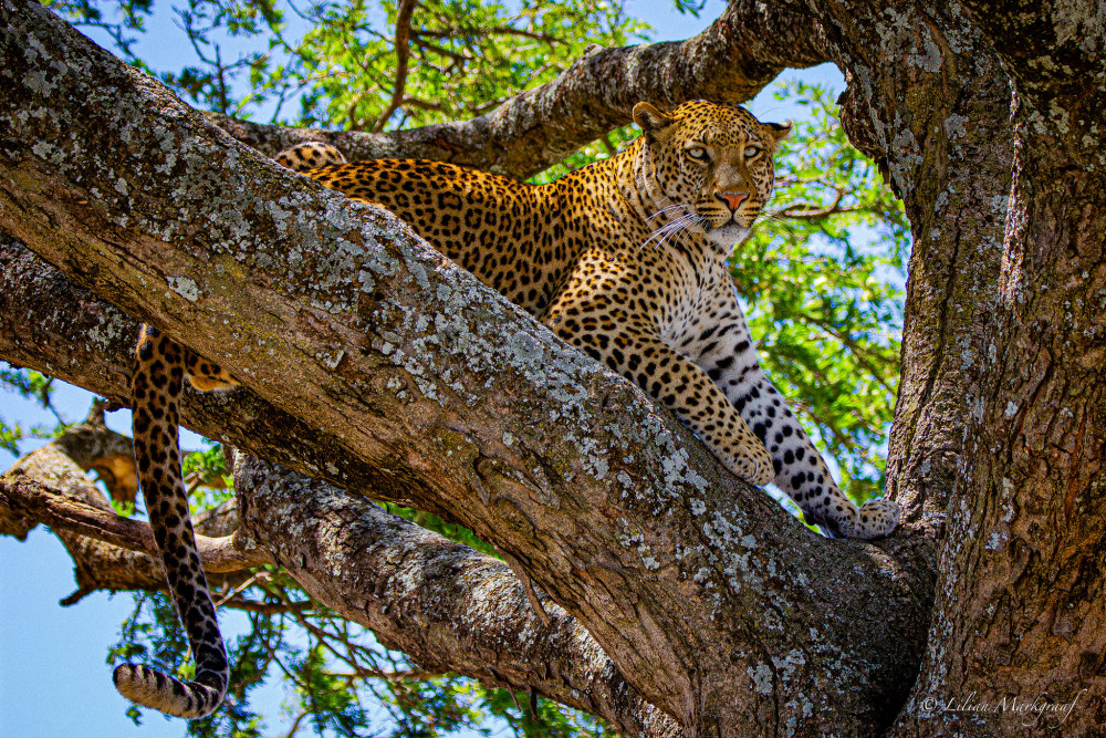 Fly-out Ngorongoro Crater and Serenegeti Comfort