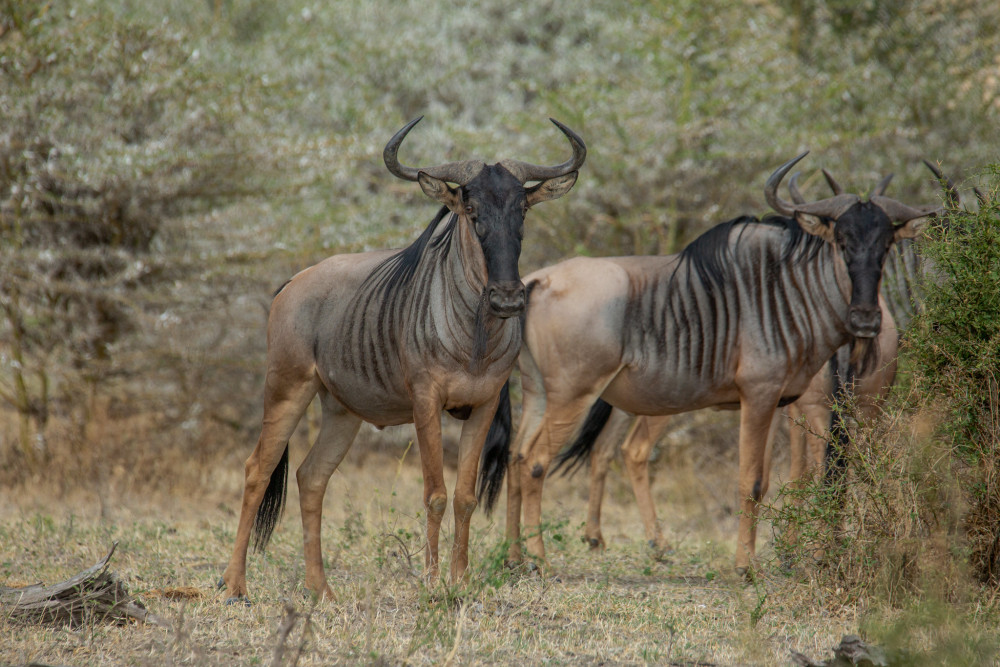 Northern Parks Tented Safari