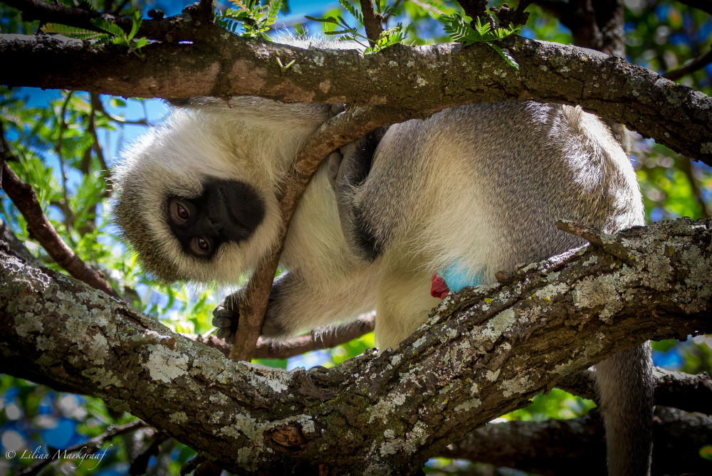Tanzanian National Parks & Marvels Comfort
