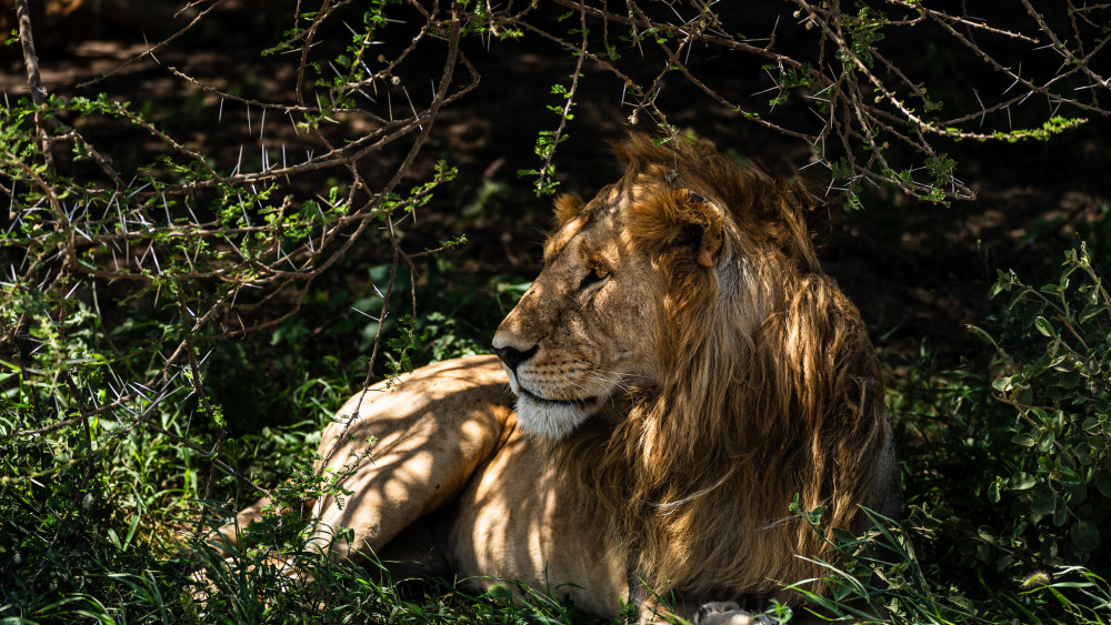 Northern Parks Tented Safari