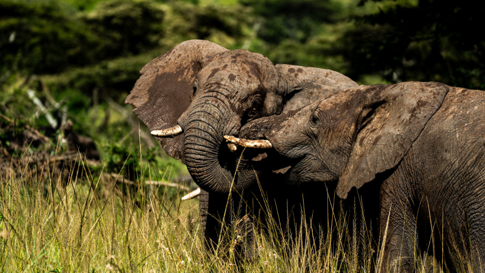 Amazing North Tanzania Tented Safari