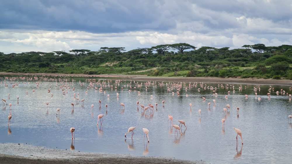 Tanzanian Flamingo Comfort Safari