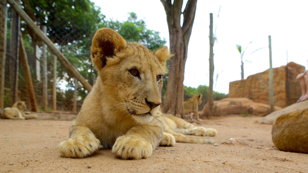 City of Pretoria & Lion Park Tour