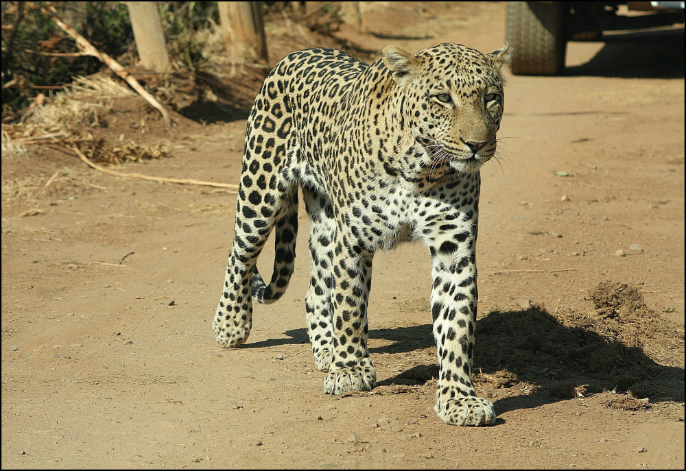 (4 + Persons) Pilanesberg 6 Hour Sunrise Safari
