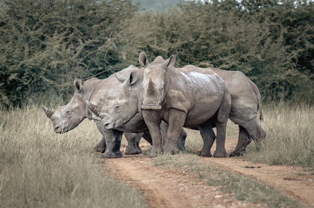 Unique Rhino Conservation Experience