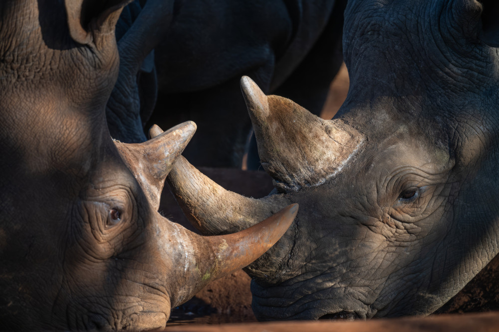 Rhino Adventure in Mkomazi National Park