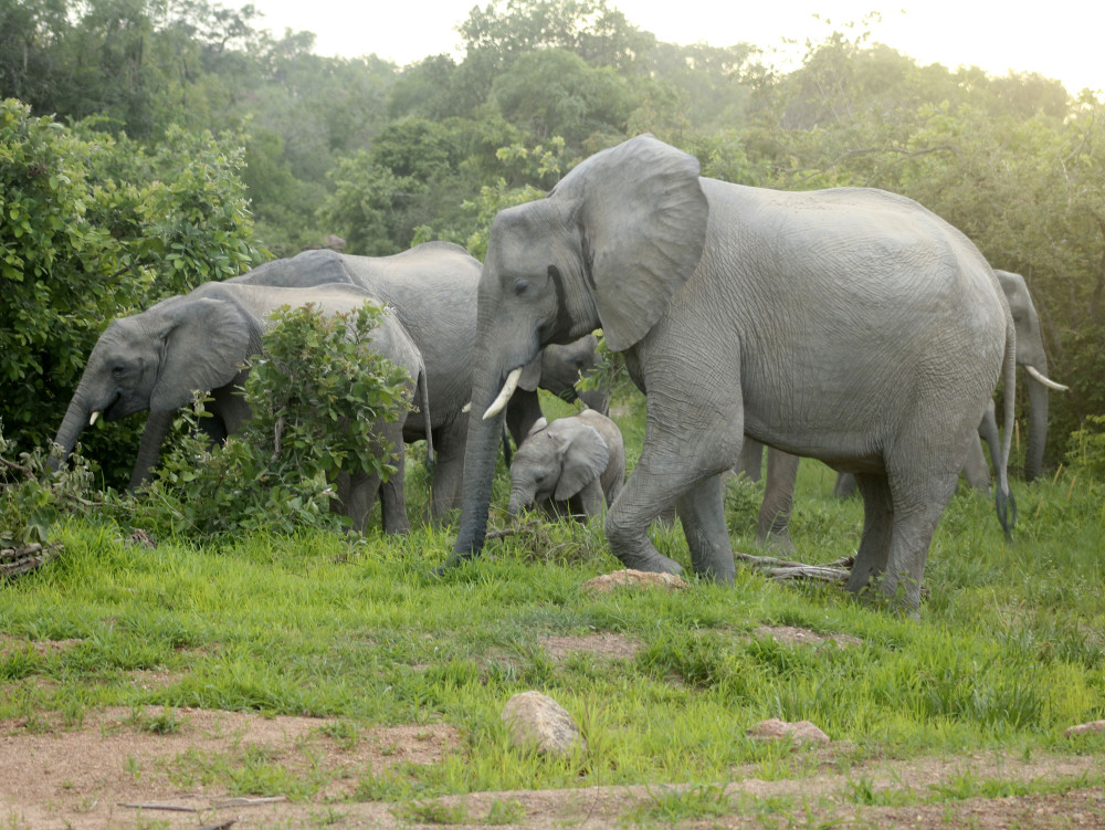 Wilderness Retreat at Mukambi Safari Lodge