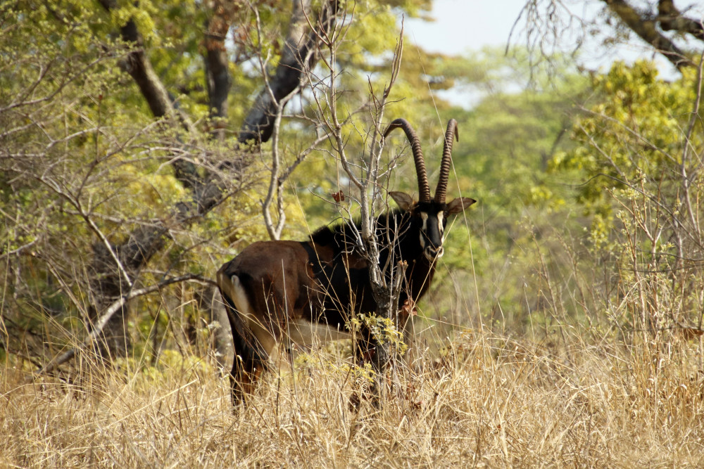 Wildlife Wonders of Kafue and South Luangwa