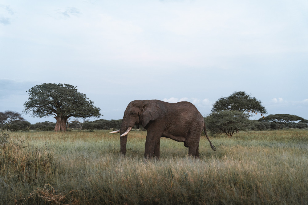 Tarangire & Ngorongoro Safari Tour