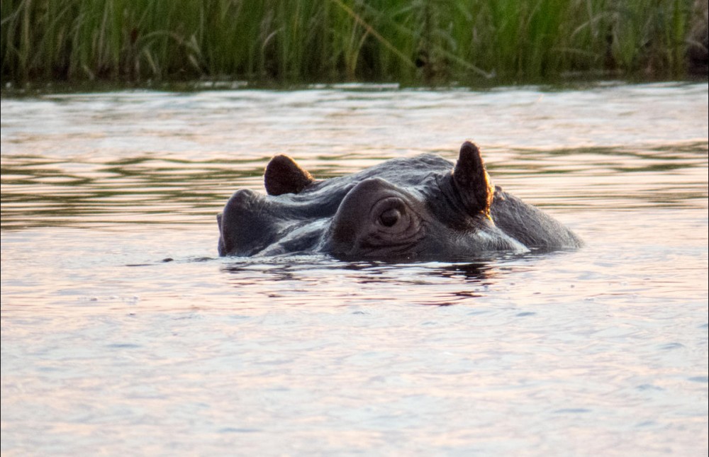 Chobe Safari at Chobe Safari Lodge