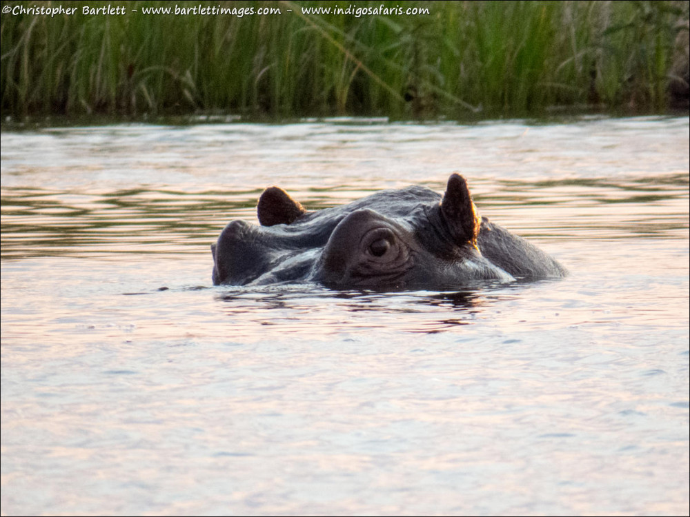 Okavango Delta Safari with Moremi Crossing