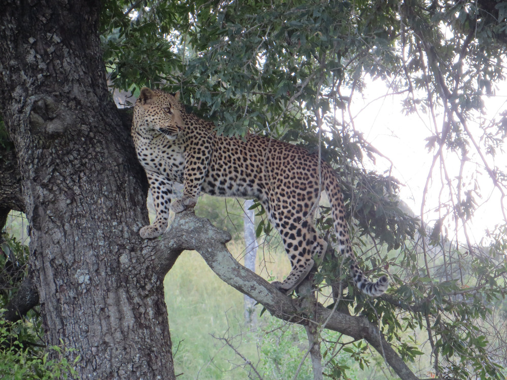 Timbavati Safari with Shindzela Tented Camp