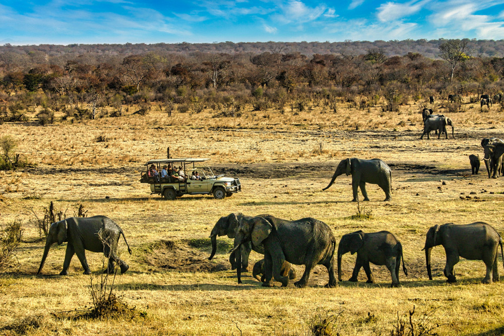 Safari in Savannah of Zambezi National Park 3Hours