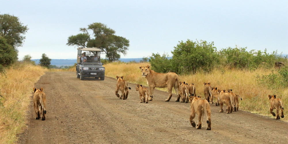 Kruger National Park Safari