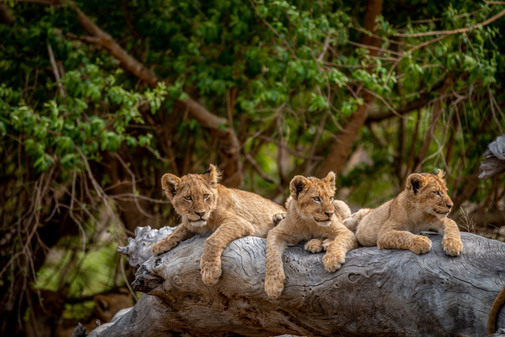 Luxury Kruger Safari & Mauritius Escape