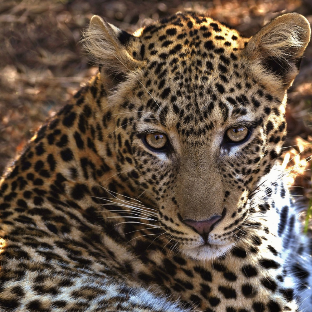 Kruger - Little Africa Safari Lodge