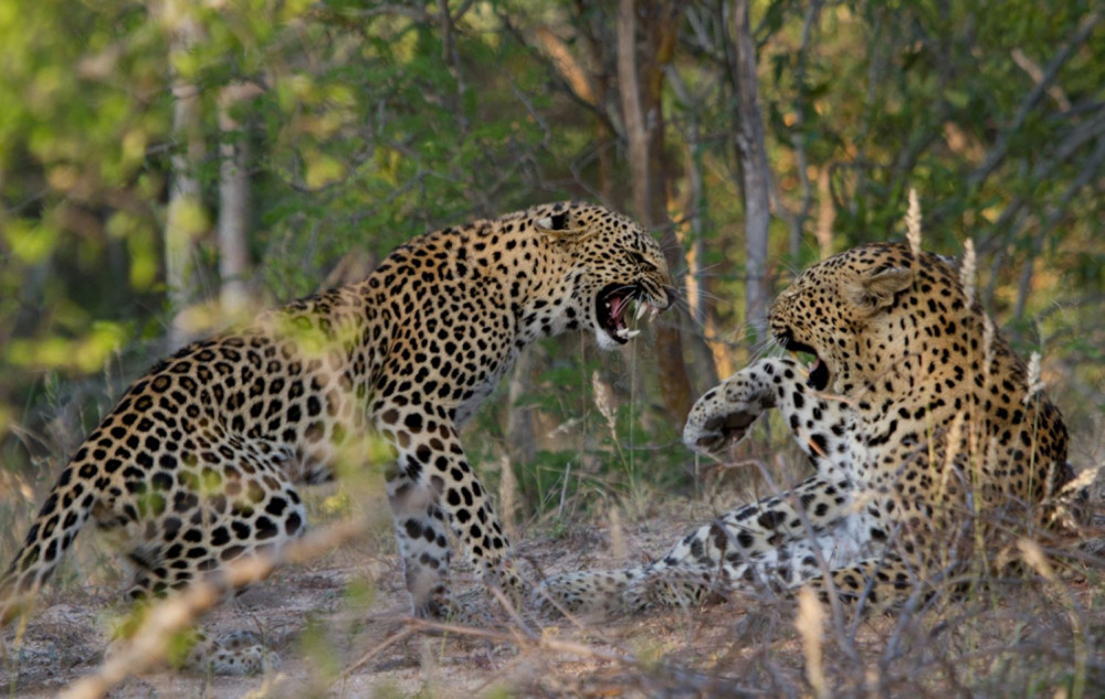 Ultimate Kruger Park Open Safari Vehicle Tour