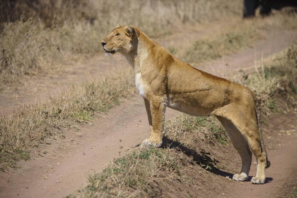 Fly-in Safari to Serengeti, Tarangire & Ngorongoro