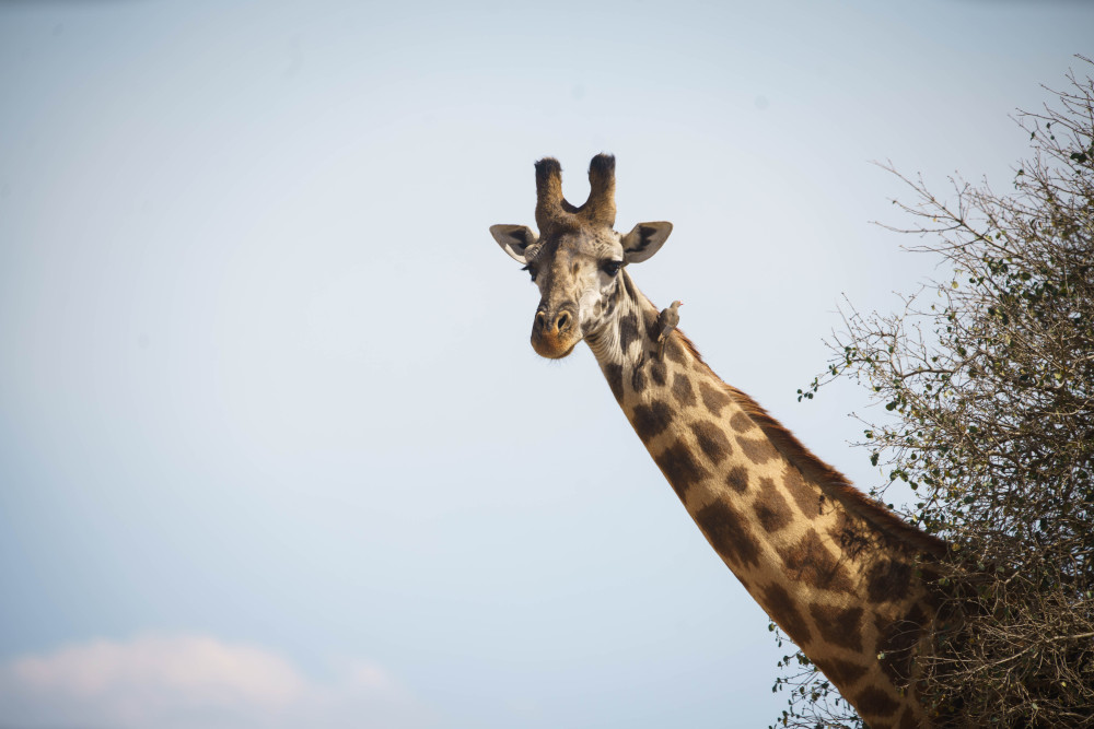 Into the Wild Luxury Safari & Arusha City Tour