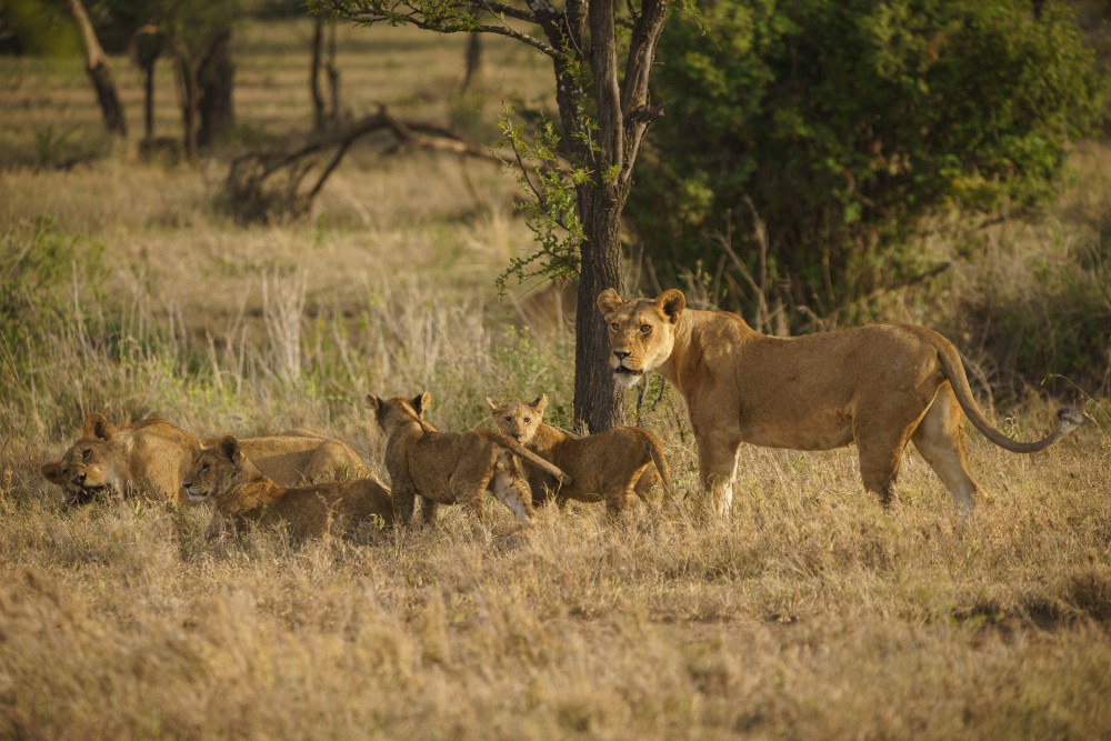 Serengeti, Ngorongoro & Tarangire Explorer