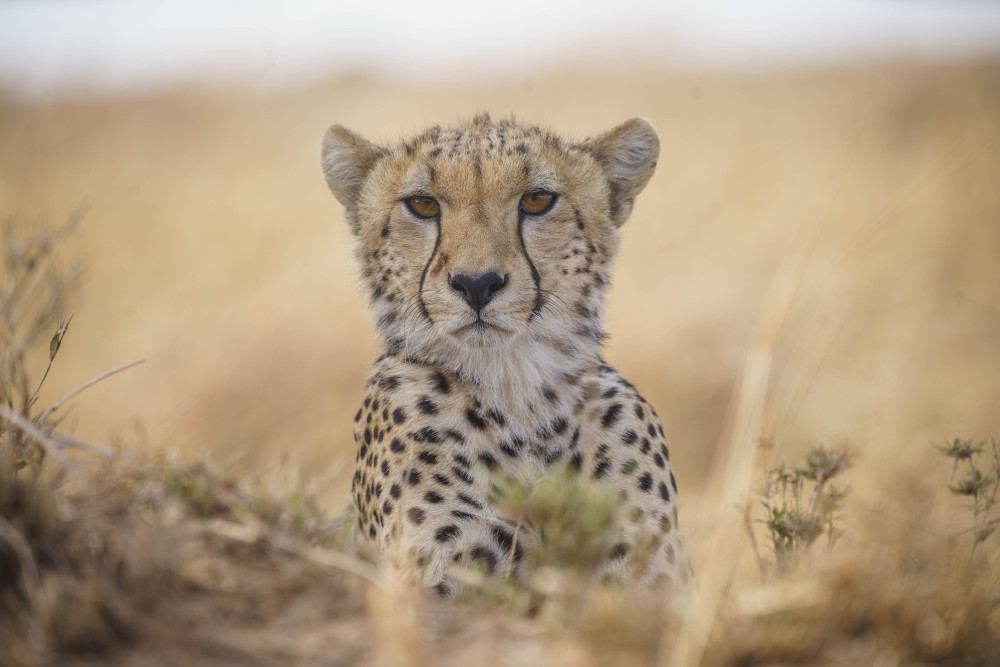 Luxury Wilderness Safari Tanzania