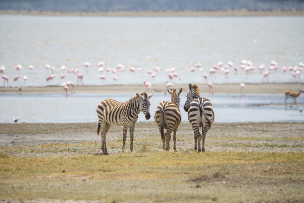 Luxury Safari in Tarangire, Ngorongoro & Manyara