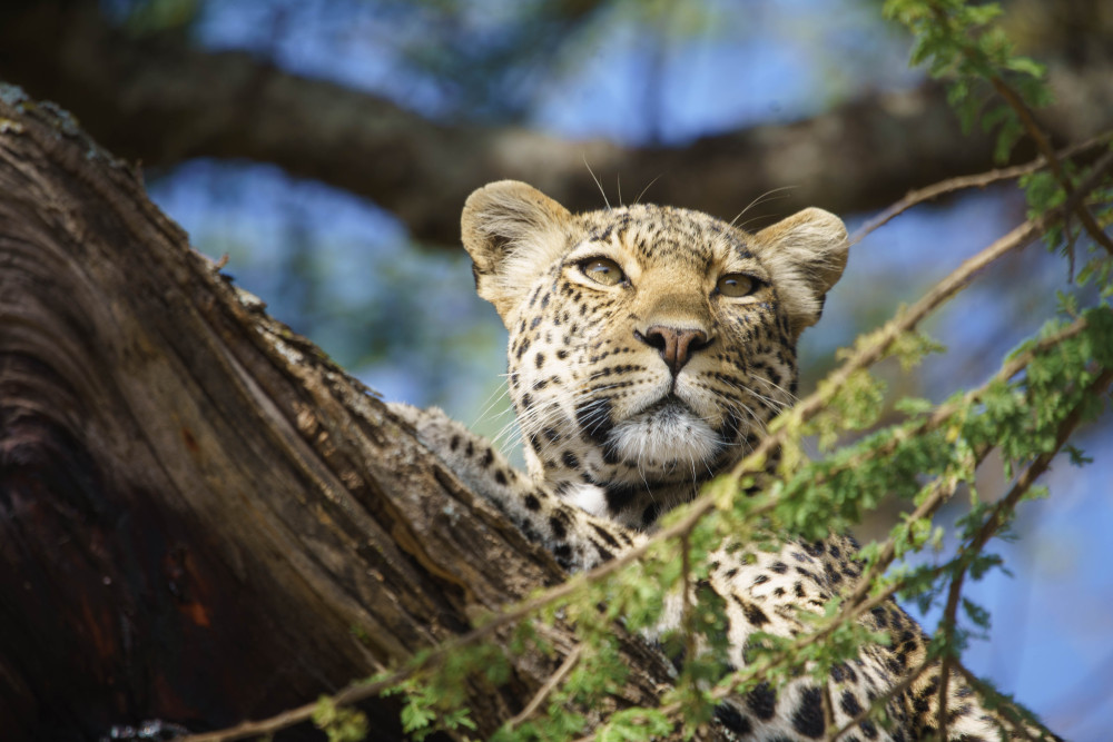Luxury Fly-in Safari Serengeti & Ngorongoro Crater