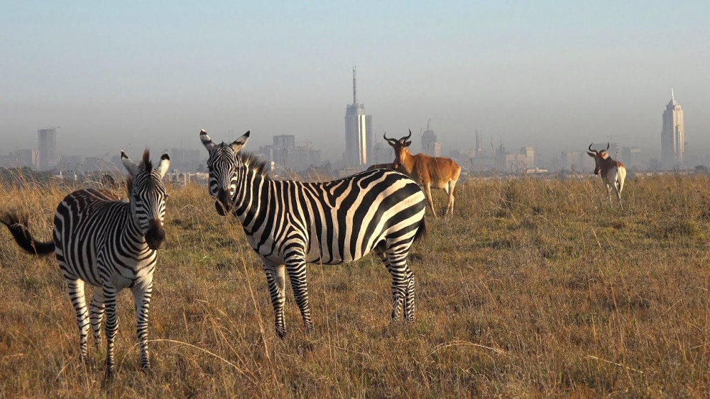 Nairobi National Park Group Joining Safari