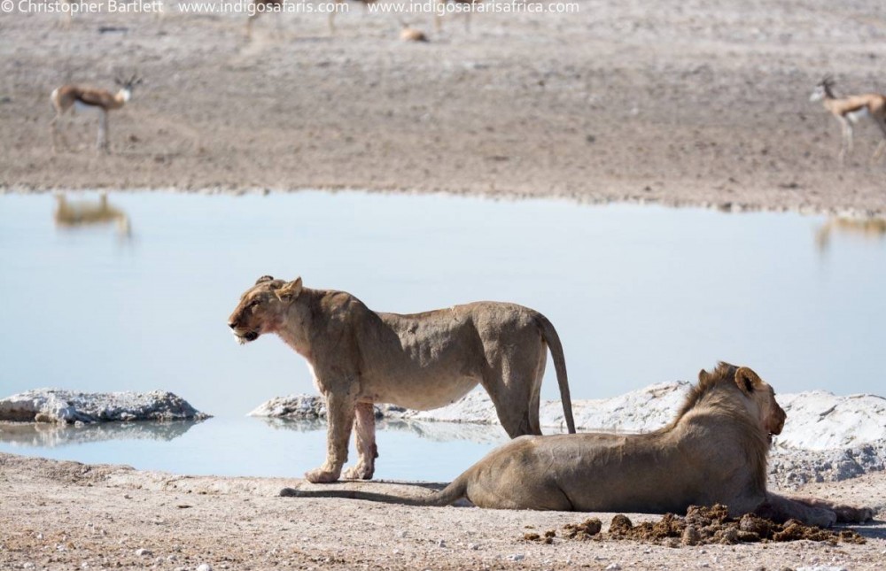 Wildlife & Dunes Experience