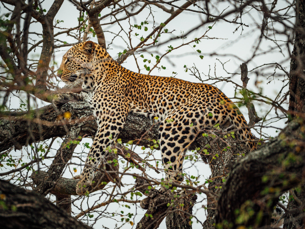 Kruger Safari Package Bush and Leopards