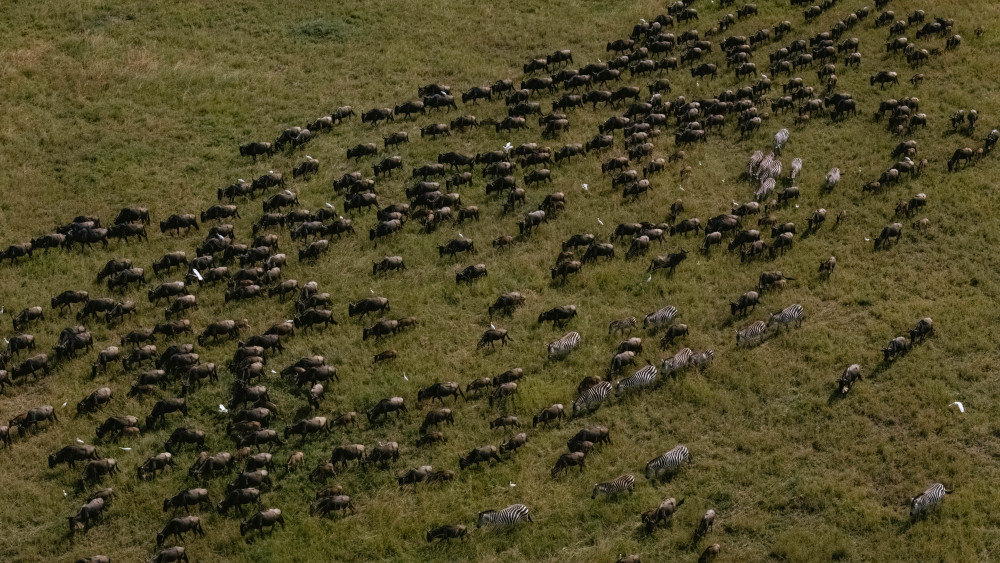 Mid Range Safari to Great Migration in July