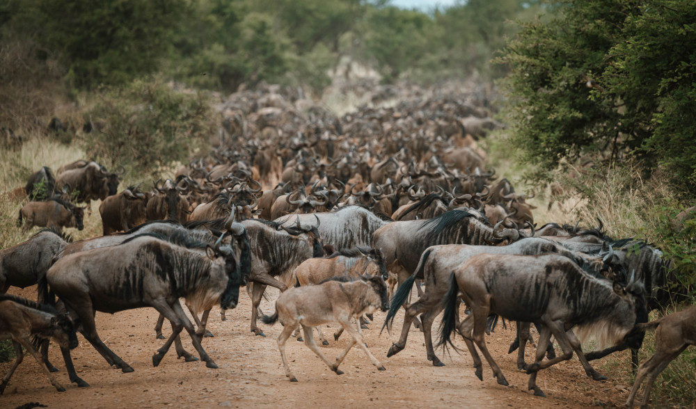 Calving Season Tour in Ndutu & Serengeti (Dec-Mar)