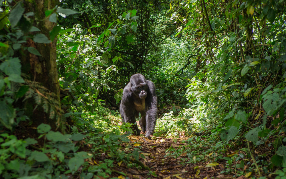 Ultimate Uganda Tour
