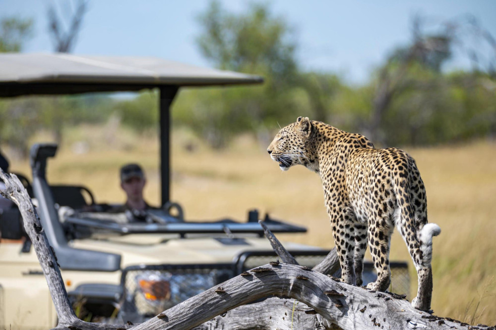 Call of the Wild Safari, Panorama Route Experience