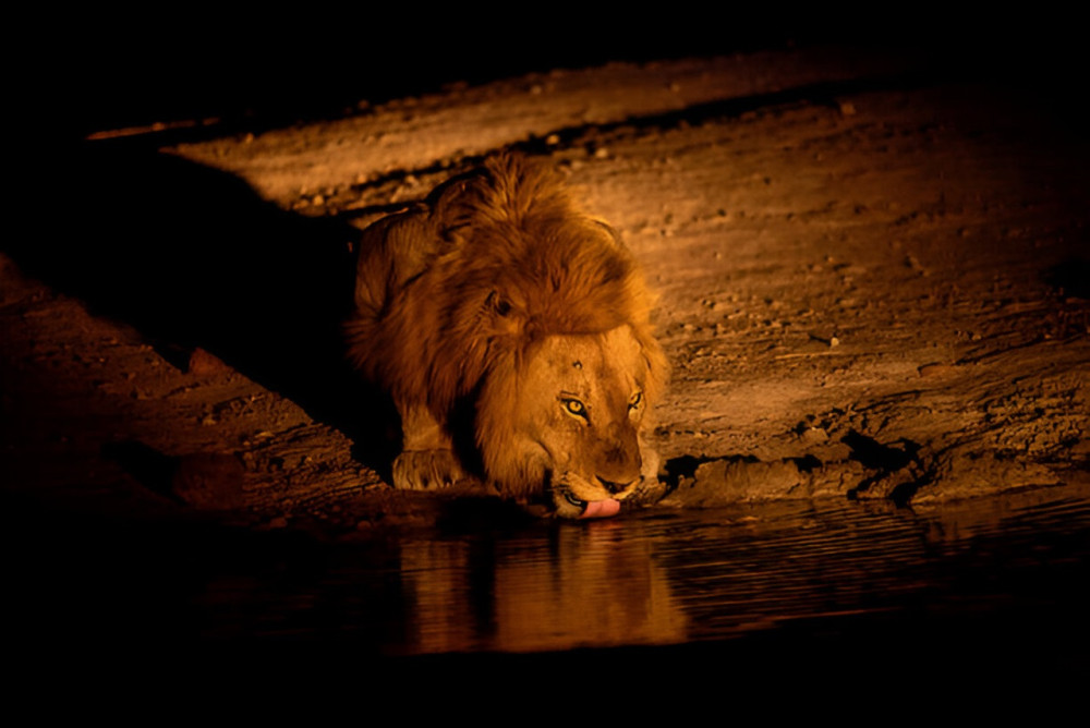 Pilanesberg Night Safari from Manyane & Sun City