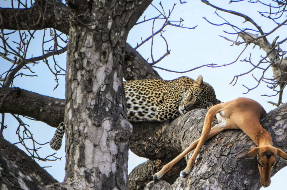Chobe Land and River Safari with Lunch Riverfront
