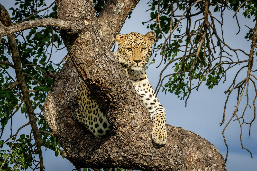 Kruger - Tangala Safari Camp