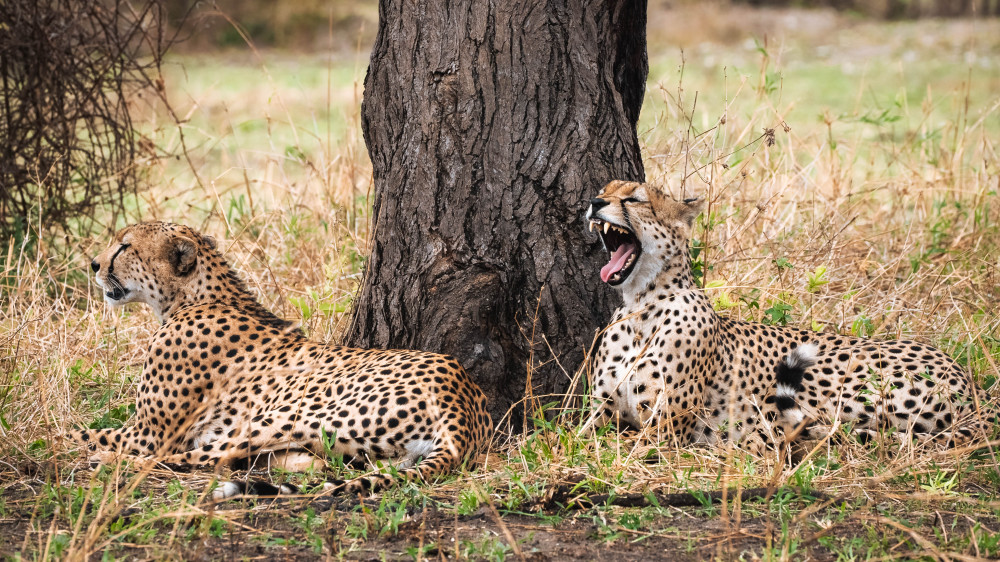 Ngorongoro & Serengeti Compact Safari