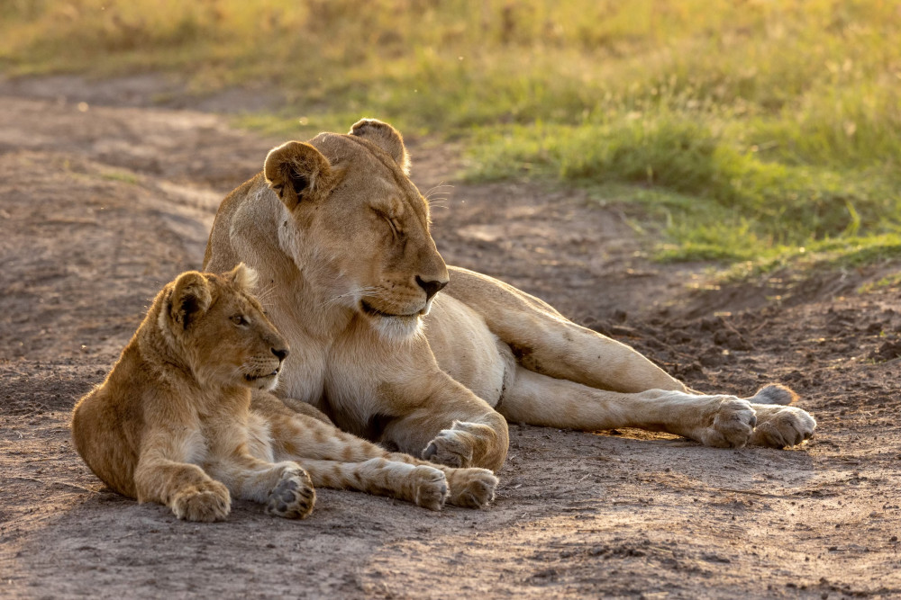 Zanzibar to Ngorongoro & Tarangire Luxury Safari